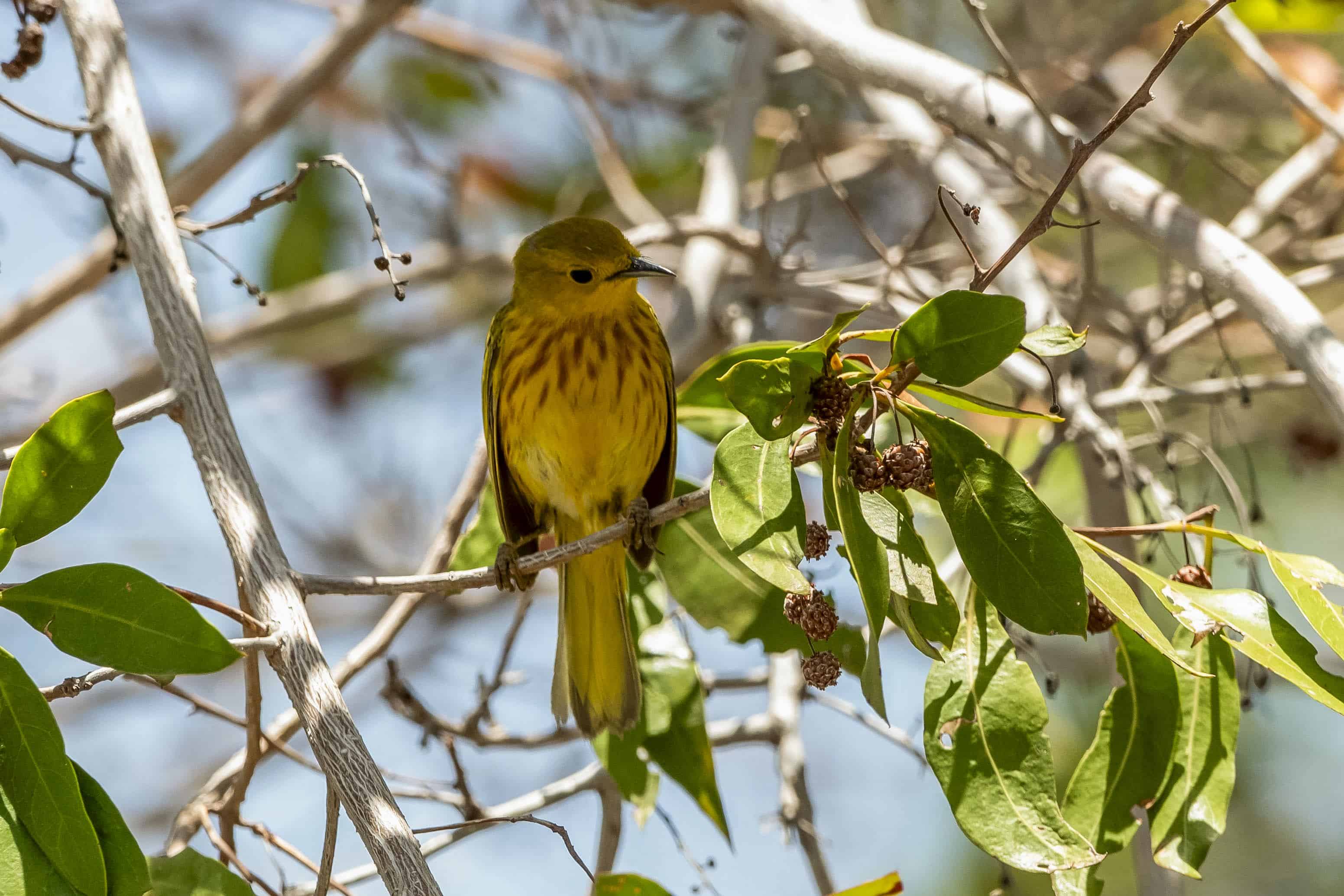 Canario de Manglar(Setophaga petechia)