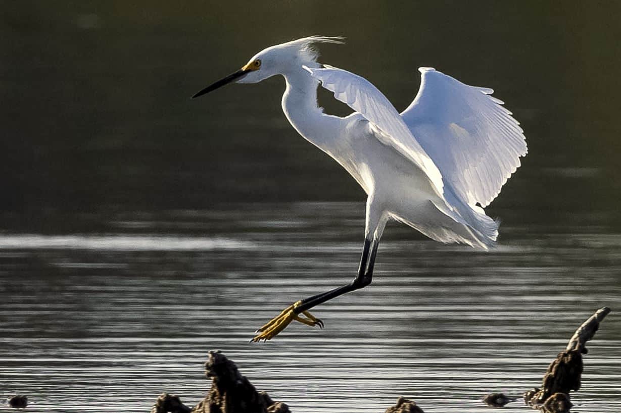 Garza de Rizos(Egretta thula)