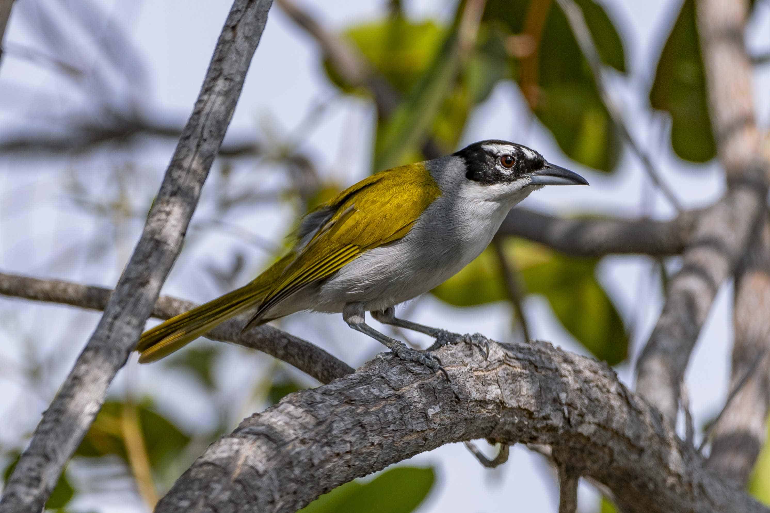 Cuatro Ojos<br>(Phaenicophilus palmarum)