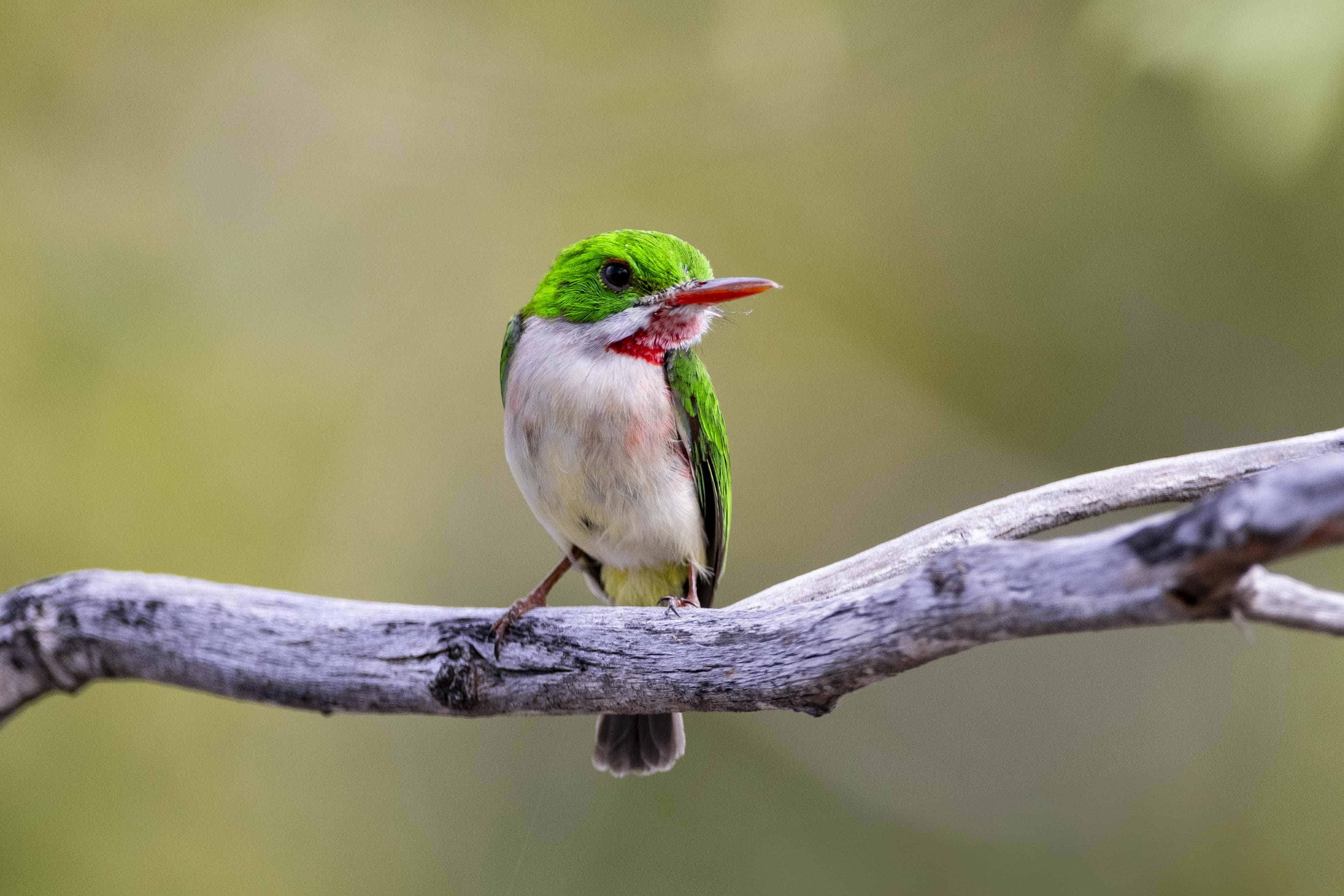 Barrancolí<br>(Todus subulatus)