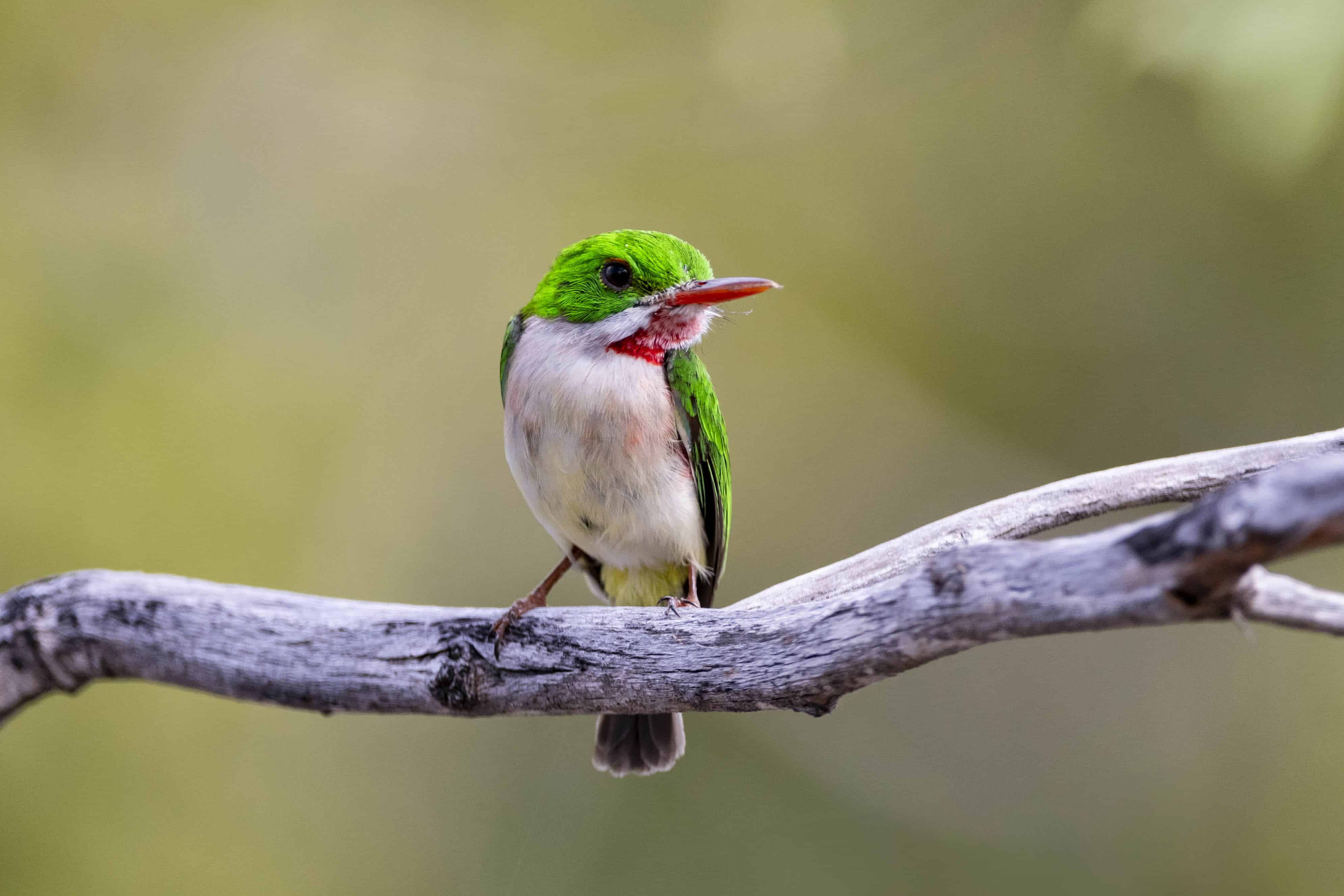 Barrancolí(Todus subulatus)