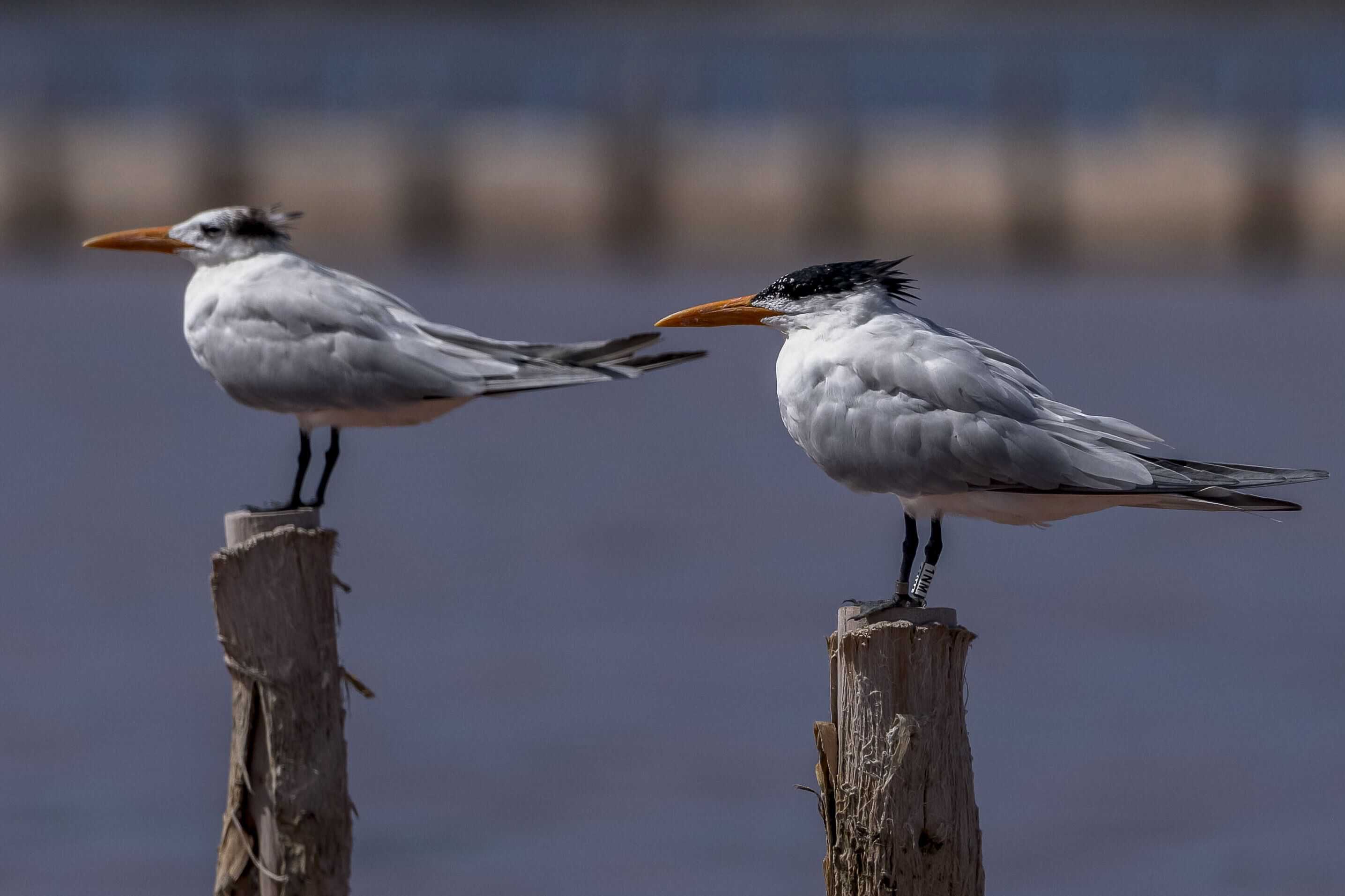 Charrán Real(Thalasseus maximus)