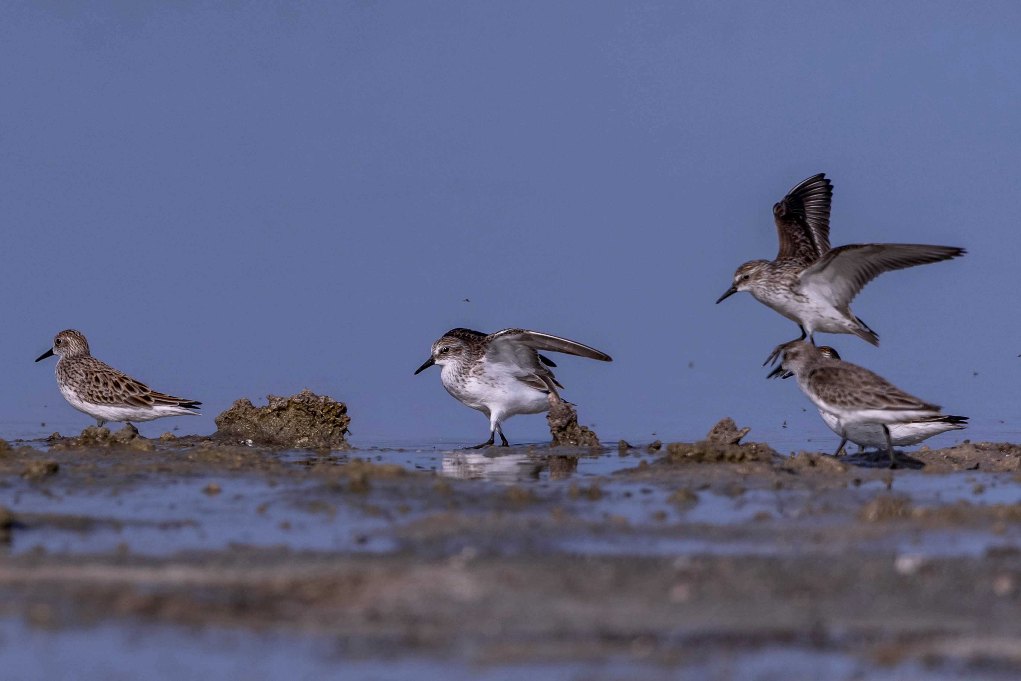 Playerito Menudo(Calidris minutilla)