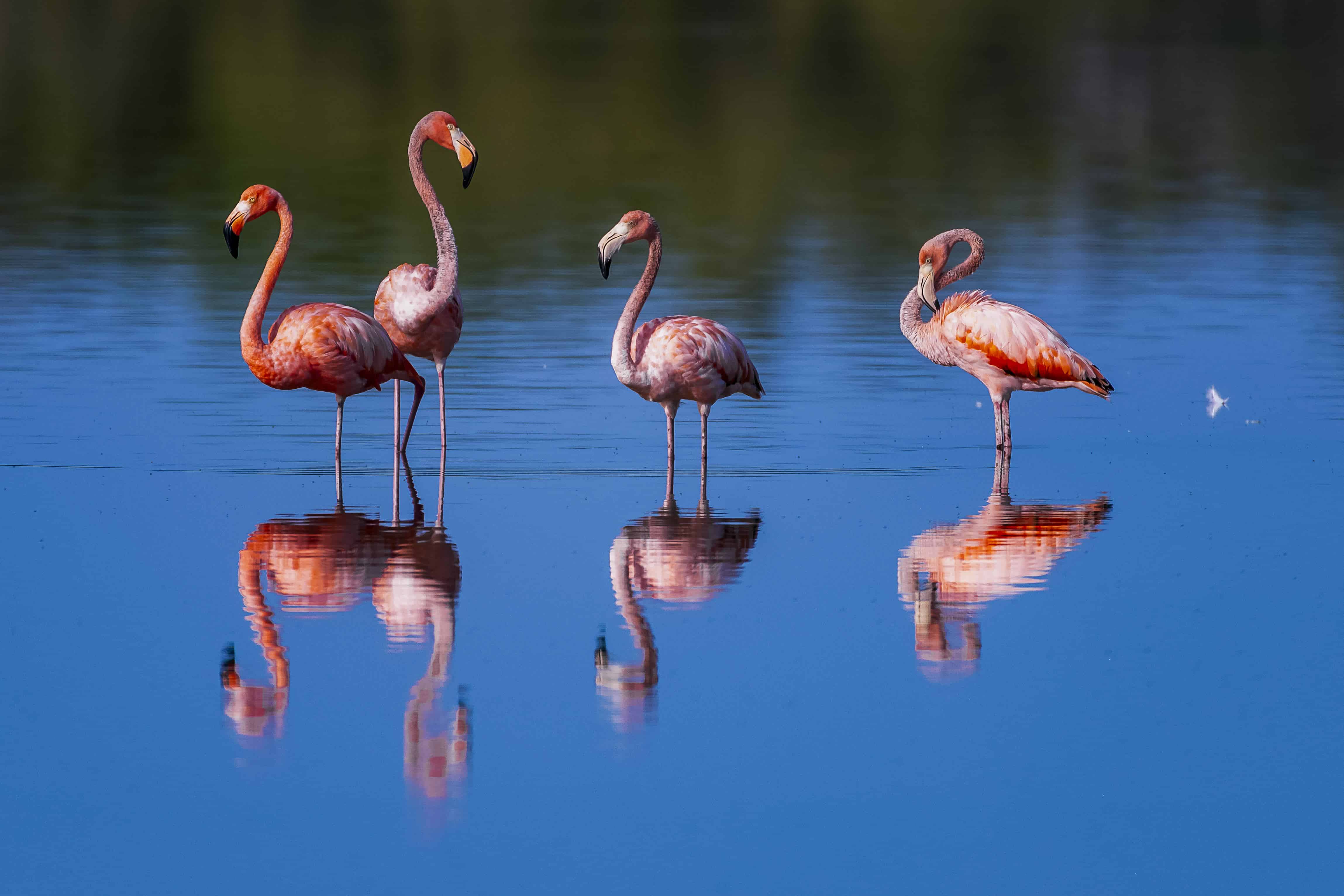 Flamencos(Phoenicopterus ruber)