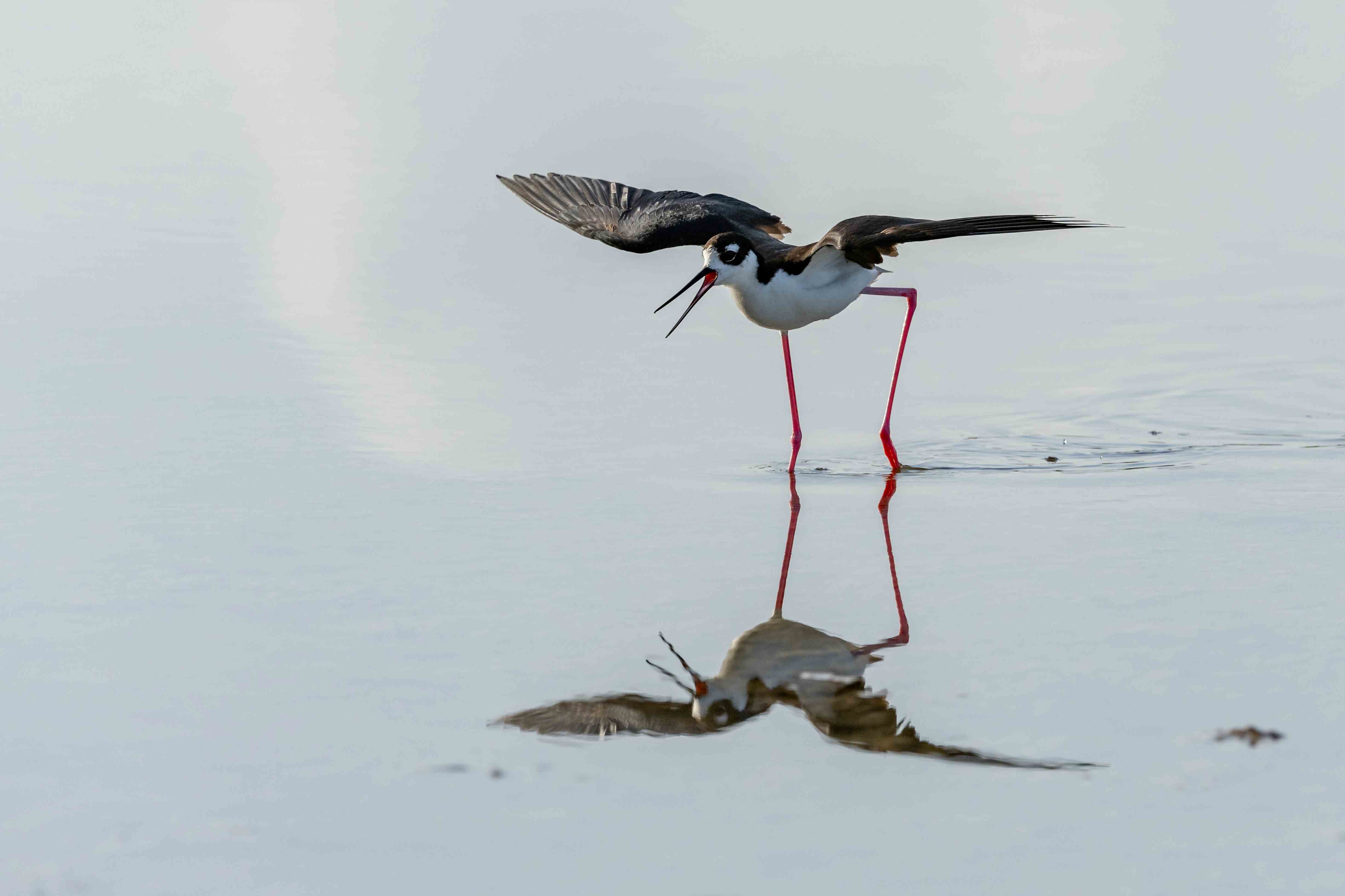 Viuda<br>(Himantopus mexicanus)