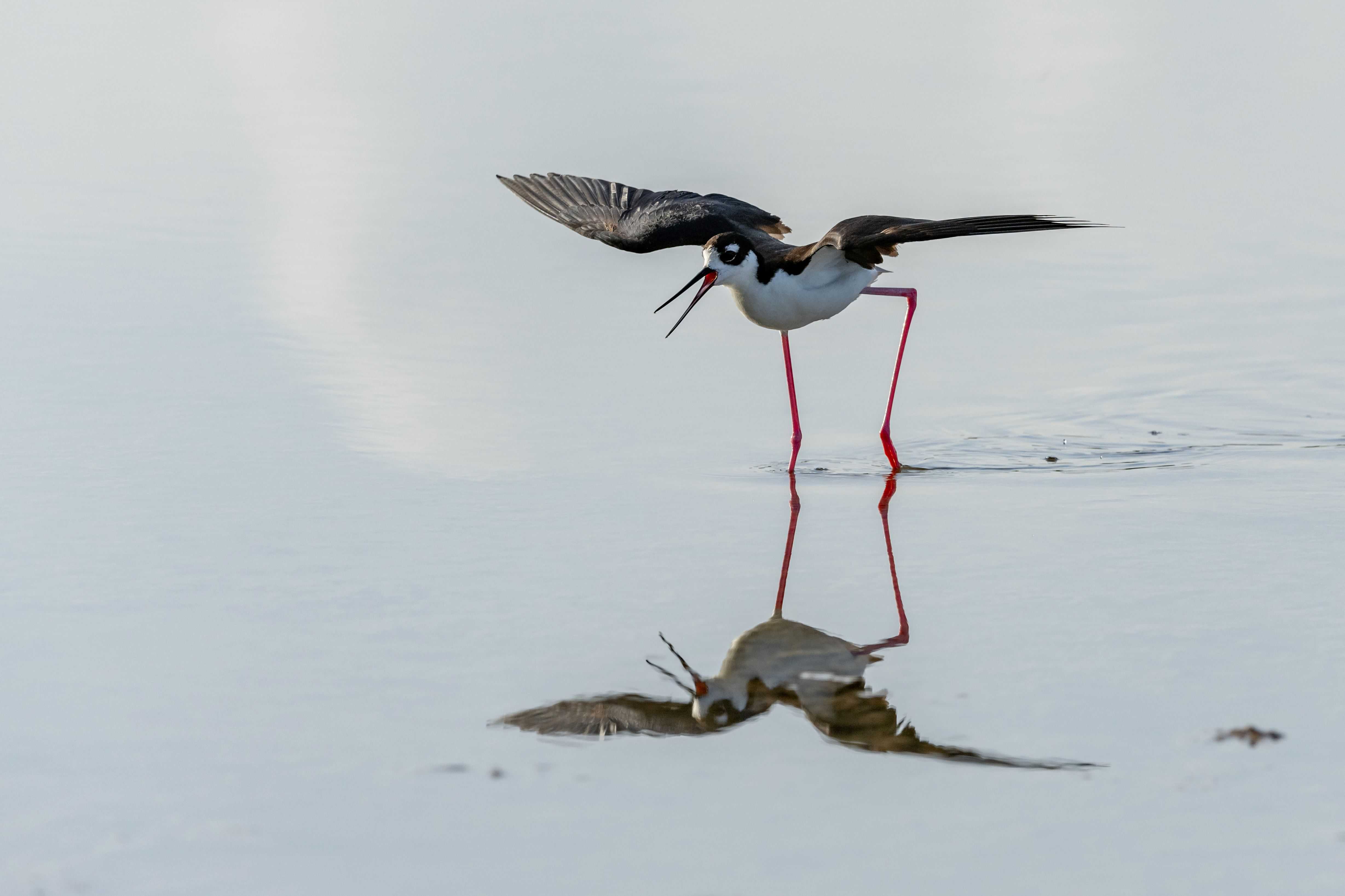 Viuda(Himantopus mexicanus)