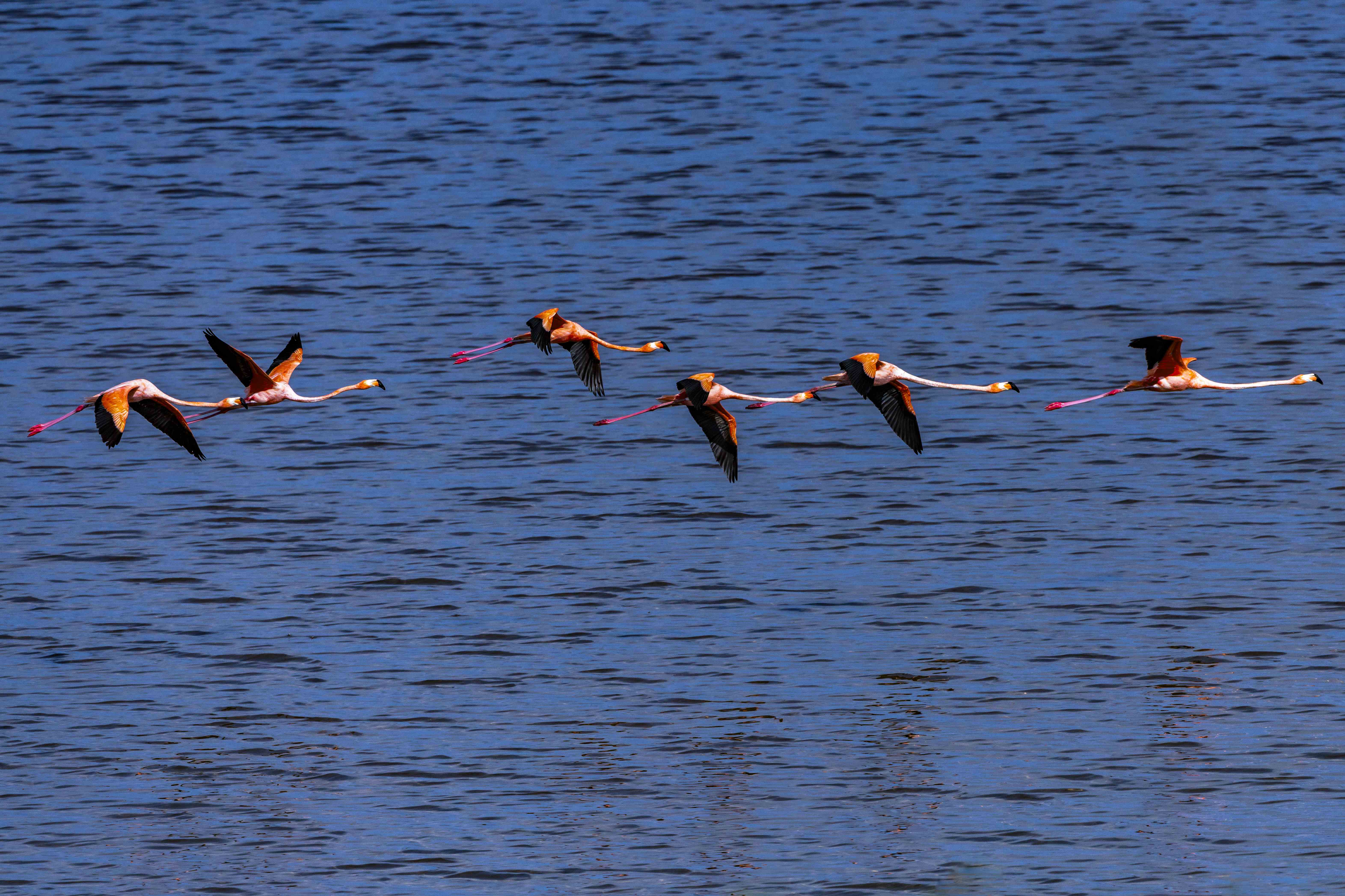 Flamenco<br>(Phoenicopterus ruber)