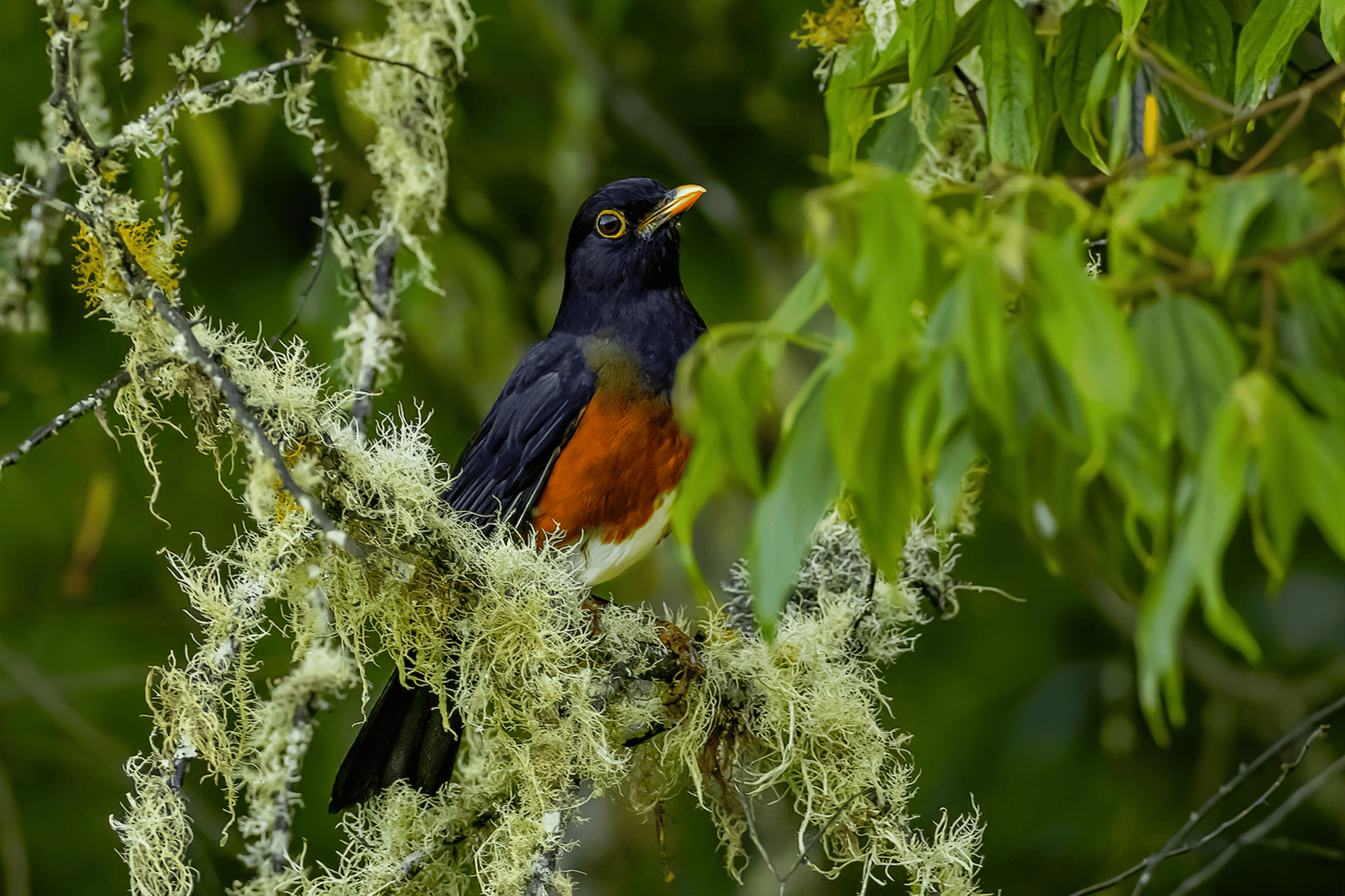 Zorzal de La Selle(Turdus swalesi)