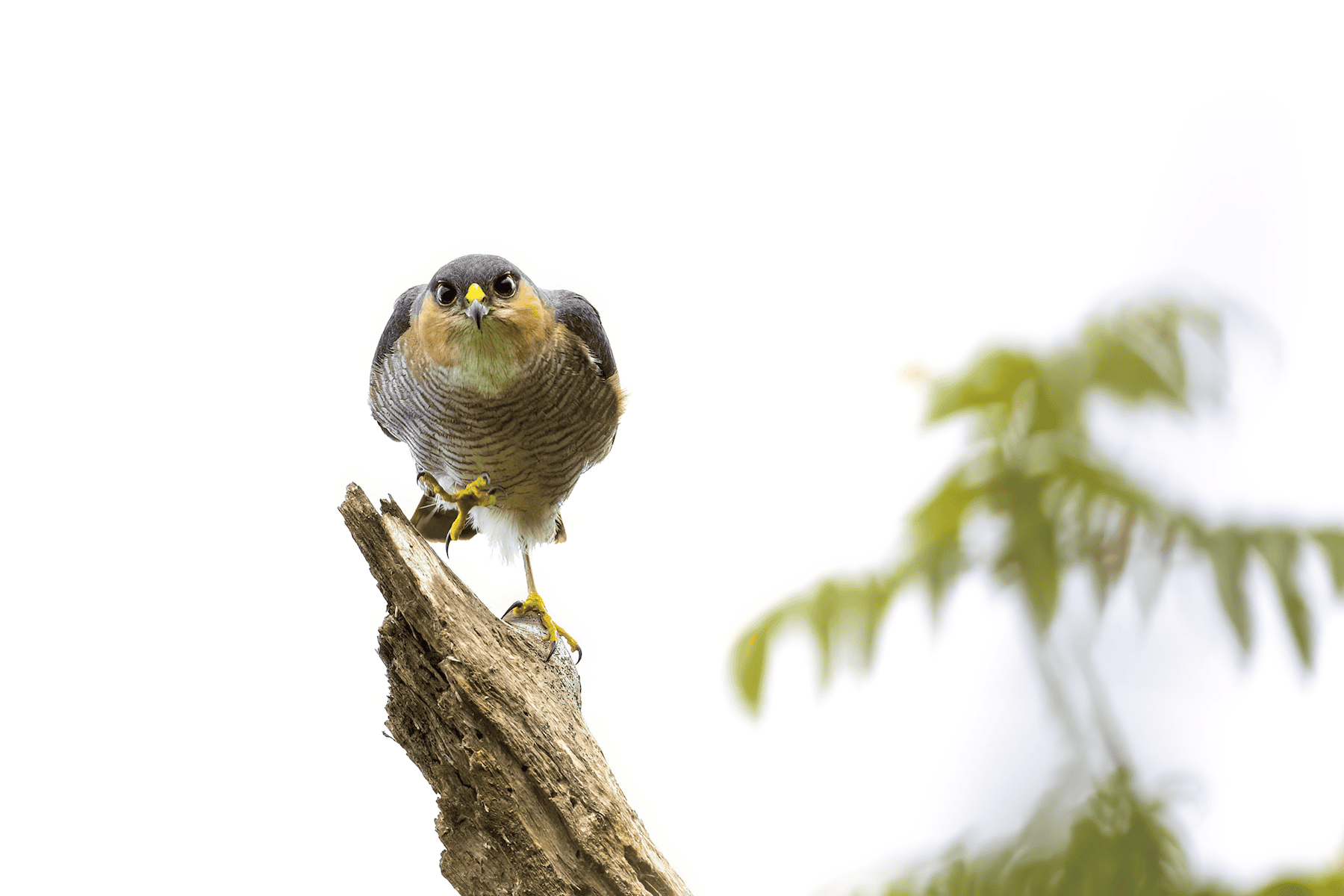 Guaraguaíto de Sierra<br>(Accipiter striatus)