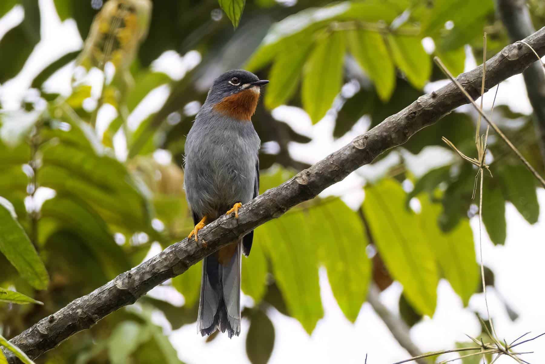 Jilguero(Myadestes genibarbis)