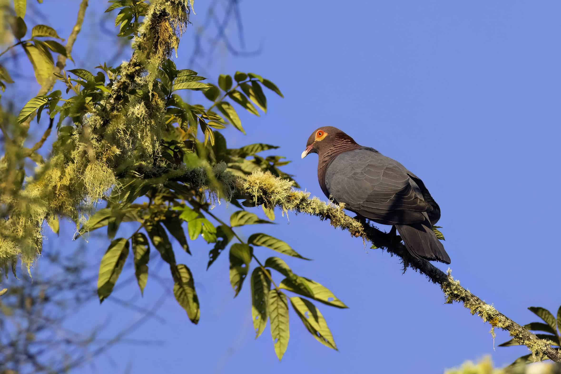 Paloma Turca(Patagioenas squamosa)