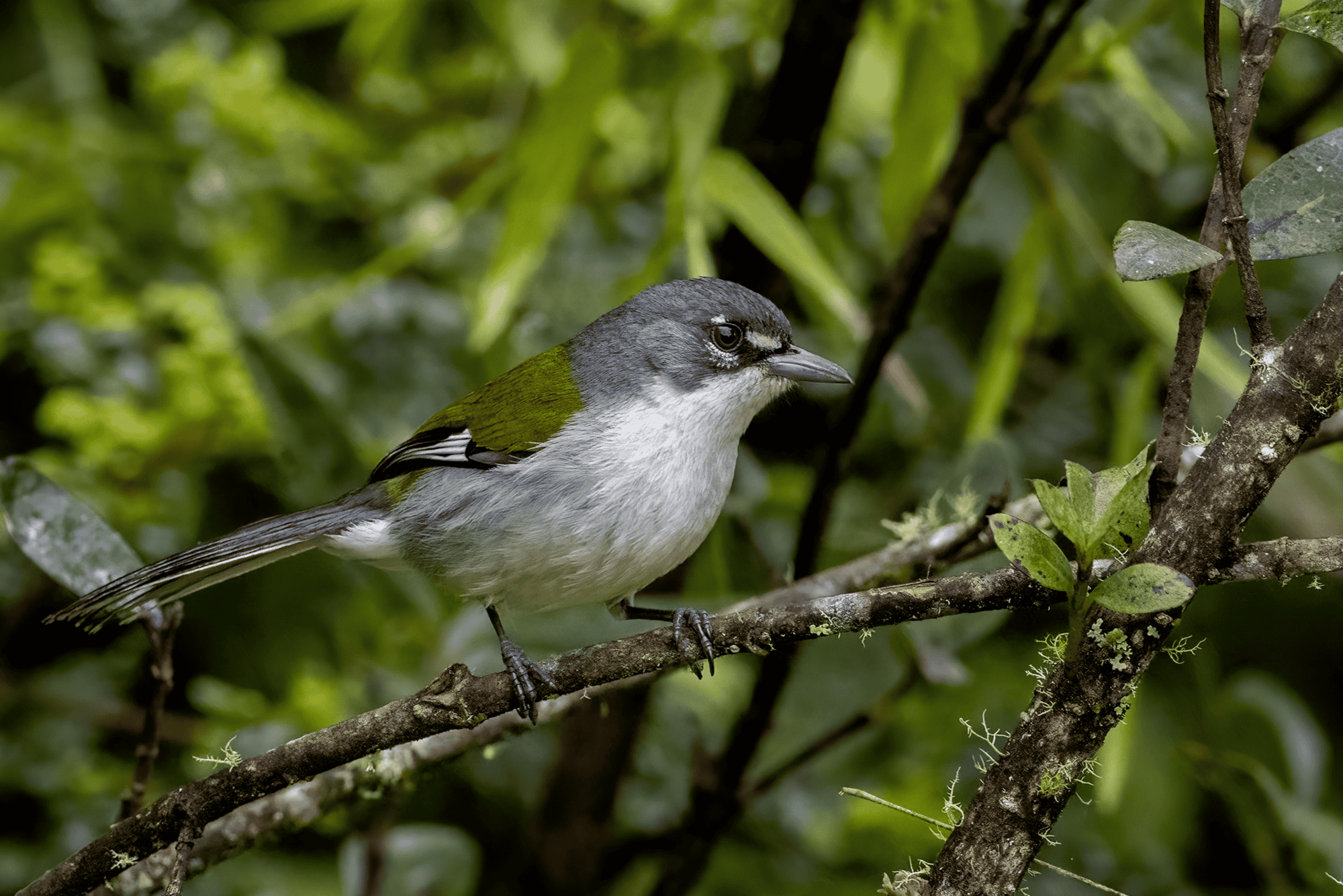 Cigüita Aliblanca(Xenoligea montana)