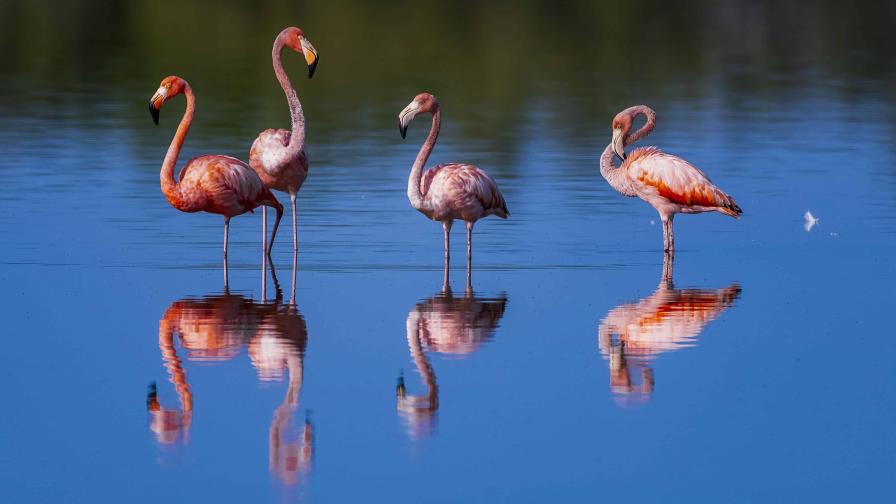 Exitosa participación de República Dominicana en el “Gran Día Mundial de las Aves 2024”