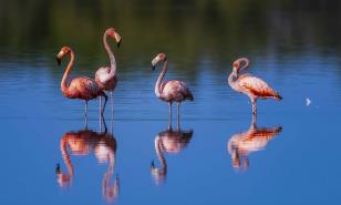 Las aves más hermosas observadas en el Global Big Day 2024