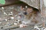 Nueva York convoca una cumbre nacional sobre ratas en septiembre