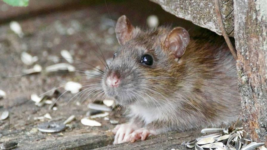 Nueva York convoca una cumbre nacional sobre ratas en septiembre