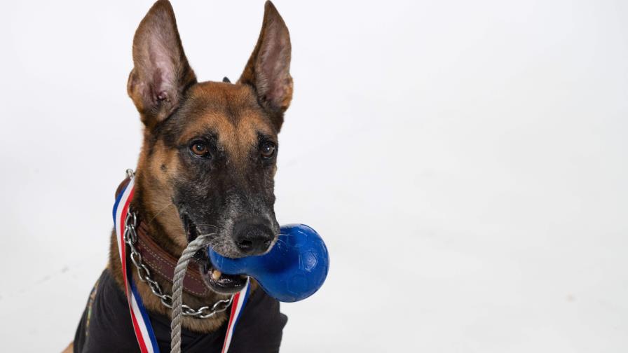 El trabajo y la historia de Backer, el perro policía que se retira de la Unidad Canina K-9