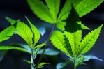 Ventas de cannabis en Nueva York superan 1,000 millones dólares desde legalización en 2022