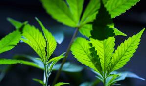 Ventas de cannabis en Nueva York superan 1,000 millones dólares desde legalización en 2022