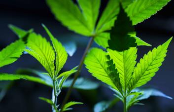 La marihuana, a un paso de convertirse en legal