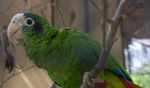 Dictan medidas de coerci&oacute;n contra hombre y mujer por tr&aacute;fico de cotorras en Pedernales