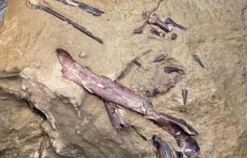 Hallan en Siberia los restos de nueva especie de dinosaurio