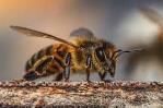 Día Mundial de las Abejas: cinco curiosidades sobre estos insectos
