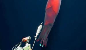 Graban a un calamar bioluminiscente a más de un kilómetro de profundidad en el Pacífico