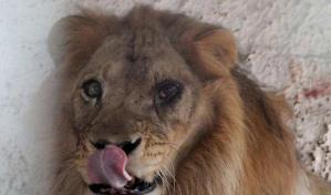 Asociaci&oacute;n brit&aacute;nica denuncia trato incorrecto a animales en zool&oacute;gicos europeos