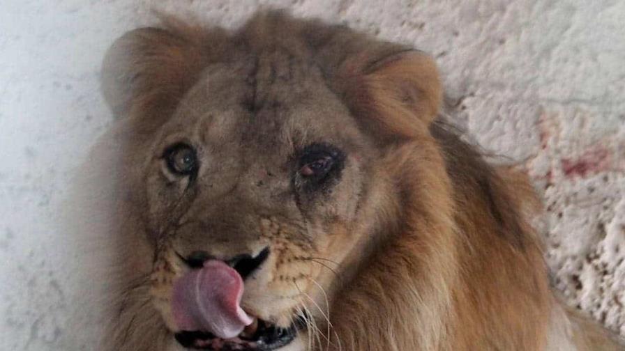 Asociación británica denuncia trato incorrecto a animales en zoológicos europeos