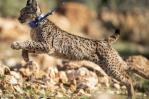 La población del amenazado lince ibérico se duplicó en tres años La población del amenazado lince ibérico se duplicó en tres años