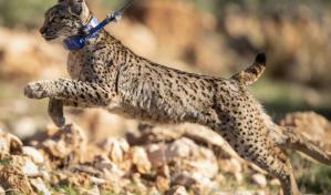 La población del amenazado lince ibérico se duplicó en tres años
