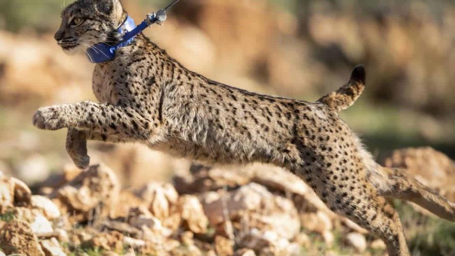 La población del amenazado lince ibérico se duplicó en tres años