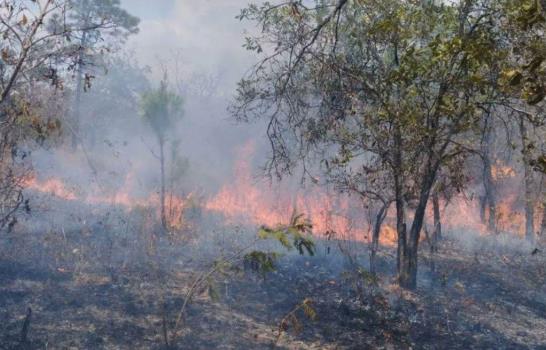 Más de 40,000 hectáreas de bosque perdidas por incendios en Guatemala, un aumento del 40 %