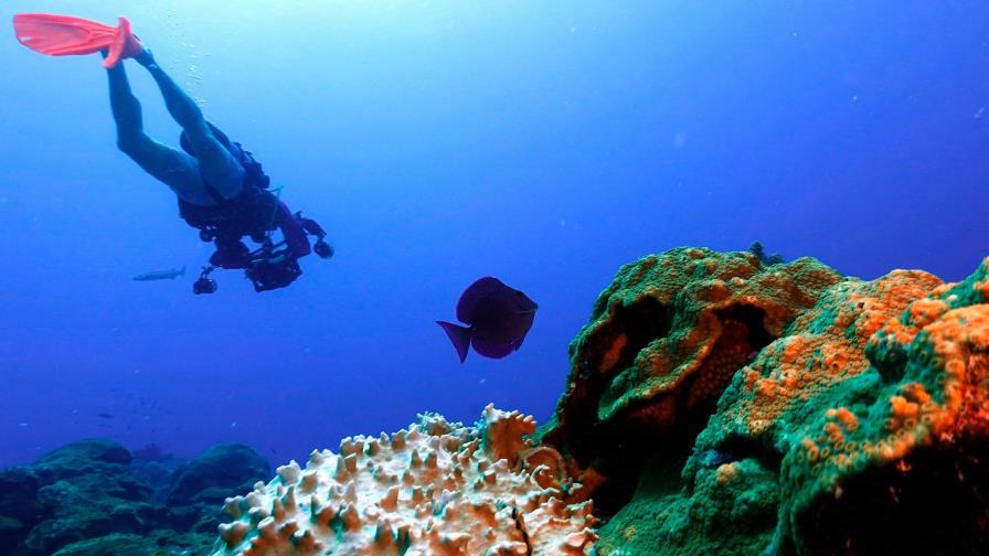 El mundo del buceo, preocupado por el blanqueamiento de los corales