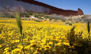 Botánicos de México y EEUU documentan un ecosistema dividido por el muro fronterizo