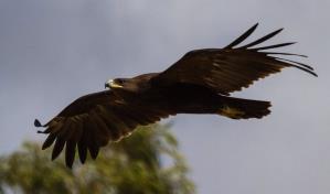 La guerra de Ucrania ha alterado la migración y reproducción del águila moteada