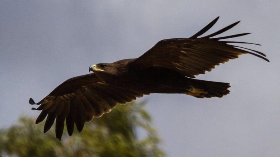La guerra de Ucrania ha alterado la migración y reproducción del águila moteada