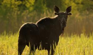 Alce mata a hombre de Alaska que intentaba fotografiar a sus crías recién nacidas
