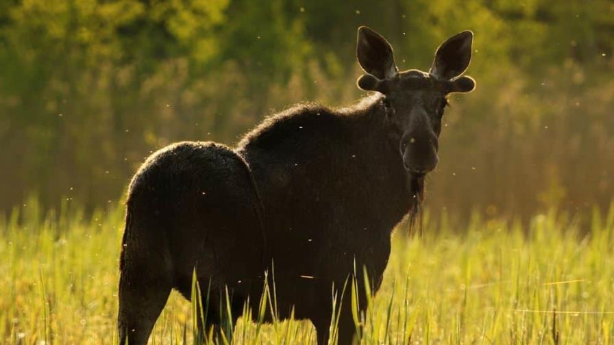 Alce mata a hombre de Alaska que intentaba fotografiar a sus crías recién nacidas