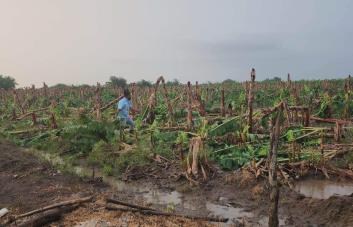 Ventarrón causa daños en comunidades de la Línea Noroeste