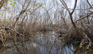 La mitad de los manglares del mundo están en riesgo