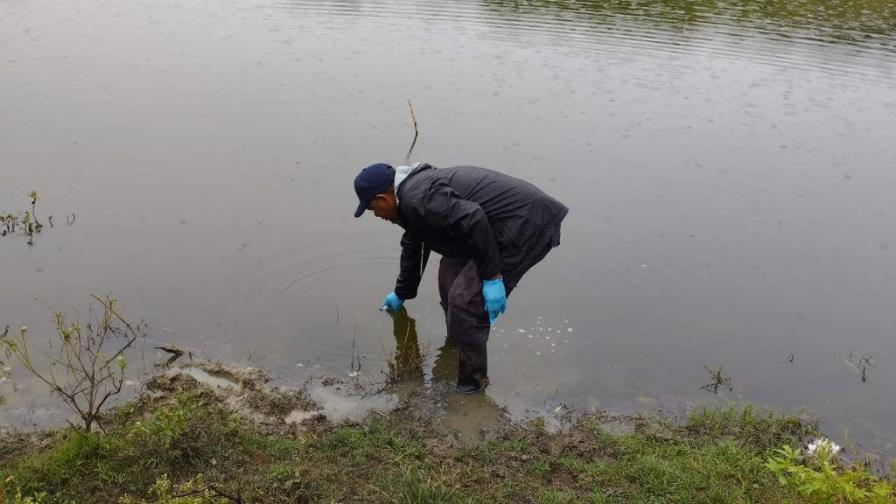 Investigan mortandad de peces reportada en una laguna de Puerto Plata