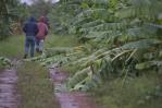 Ventarrón en Montecristi afecta más de dos mil tareas sembradas de productos agrícolas