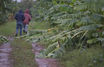Ventarrón en Montecristi afecta más de dos mil tareas sembradas de productos agrícolas