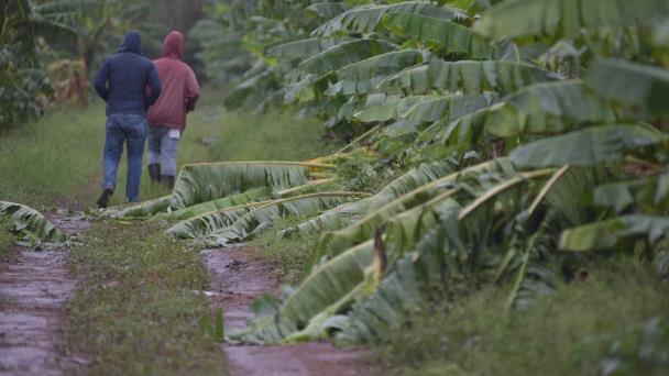 Ventarrón en Montecristi afecta más de dos mil tareas sembradas de productos agrícolas