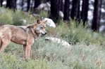 El número de lobos en Francia disminuyó un 9 % en 2023 y se quedó en 1.003 ejemplares El número de lobos en Francia disminuyó un 9 % en 2023 y se quedó en 1.003 ejemplares