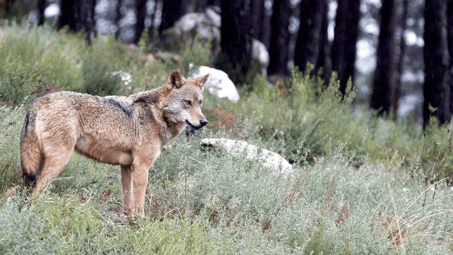 El número de lobos en Francia disminuyó un 9 % en 2023 y se quedó en 1.003 ejemplares