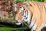 India prepara envío de tigres para repoblar selva camboyana India prepara envío de tigres para repoblar selva camboyana