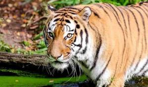 India prepara envío de tigres para repoblar selva camboyana